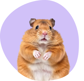 Hamster